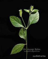 Rungia pectinata fullplant1.jpg